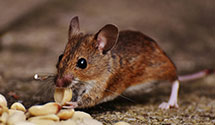 gopher-and-mole-control Experts in Boston